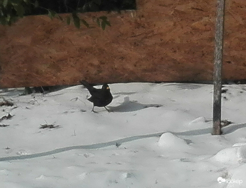 Fekete rigó (Turdus Merula) 