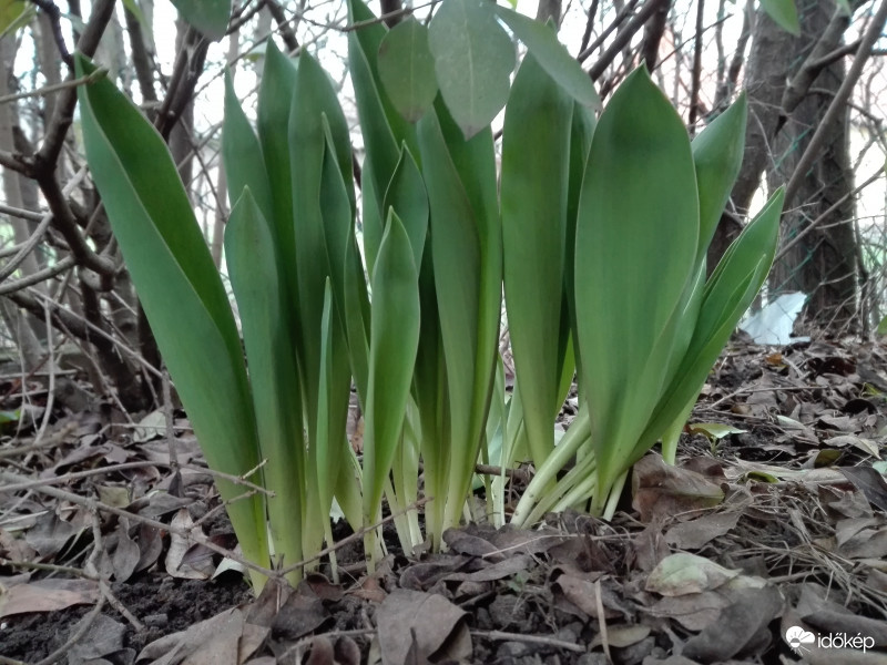 Márciusi végi kora tavasz