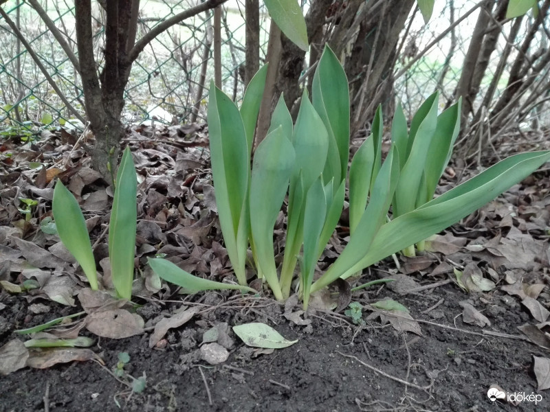 A tavasz első színei