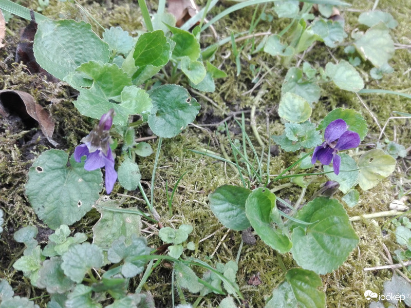 Talajszinten lévő szépségek