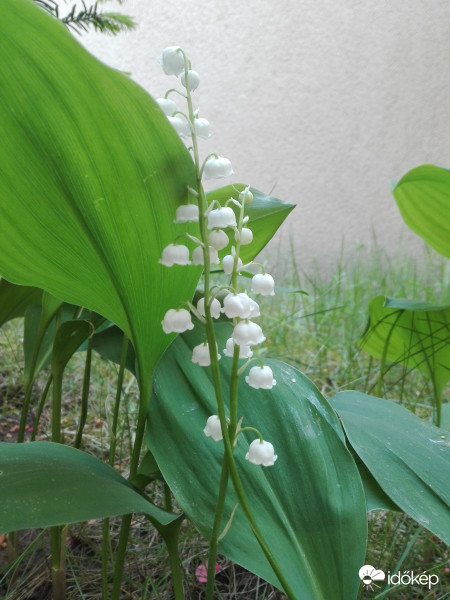 Gyöngyvirág (Convallaria Majalis)