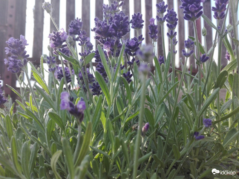 Levendulás ébredés