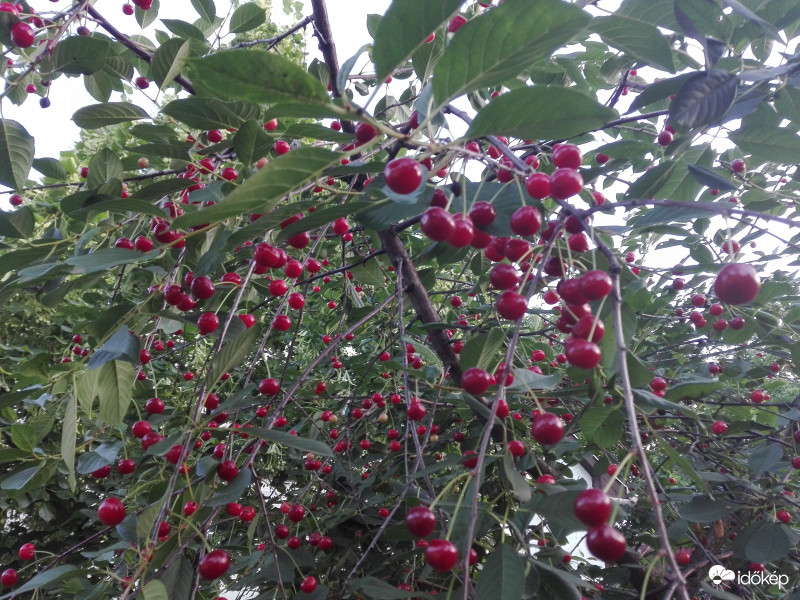 Cigánymeggy "erdő"