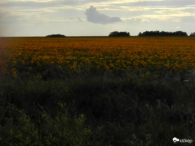 Napraforgó mező 