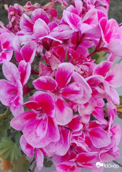 Elbűvölő pirosság 