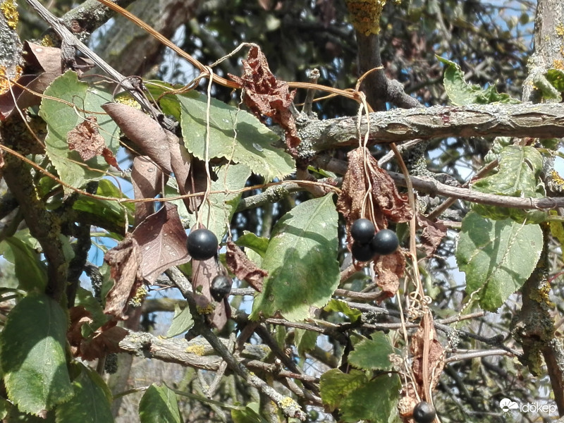 A berekben lévő ritka szépségek