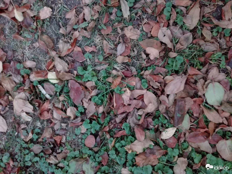 "Hagyományos" levelek