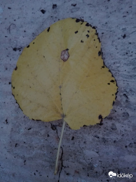 Nemsokára teljes lesz az őszi "ruha"