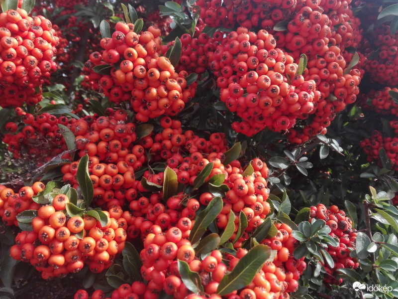 Rengeteg apróságok