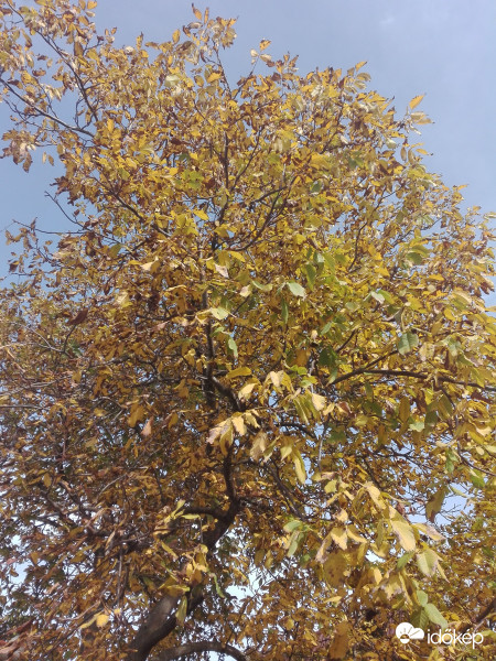 Az ősz legnyáriasabb heteiben