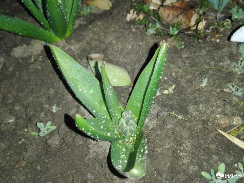 Éjszakai szemerkélés után