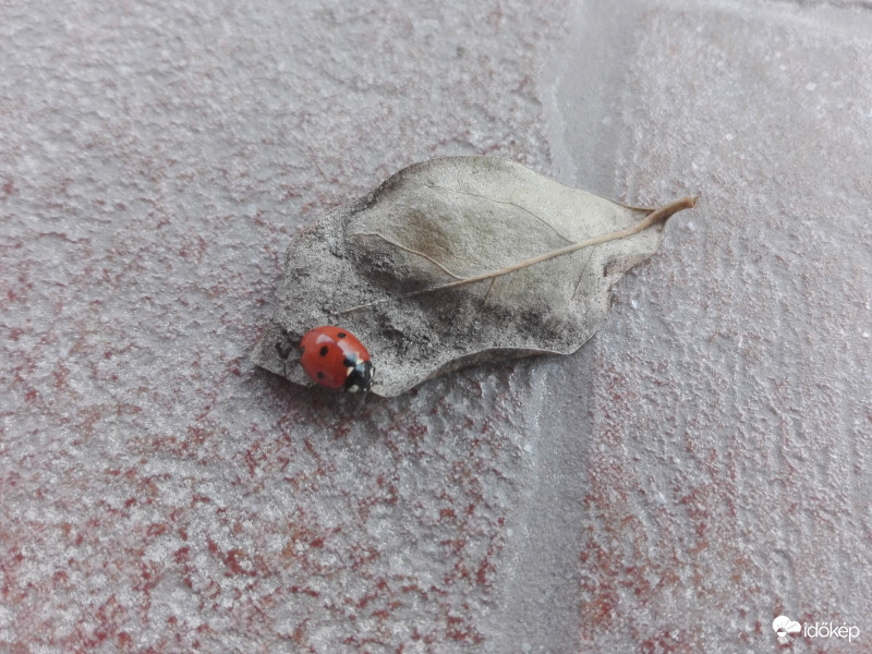 Egy kis szundikálás