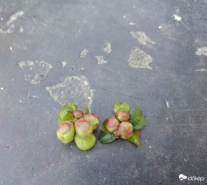 Japánbirs (Chaenomeles Japonica) 