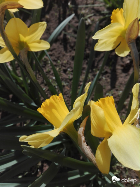 Sárgás élesítés