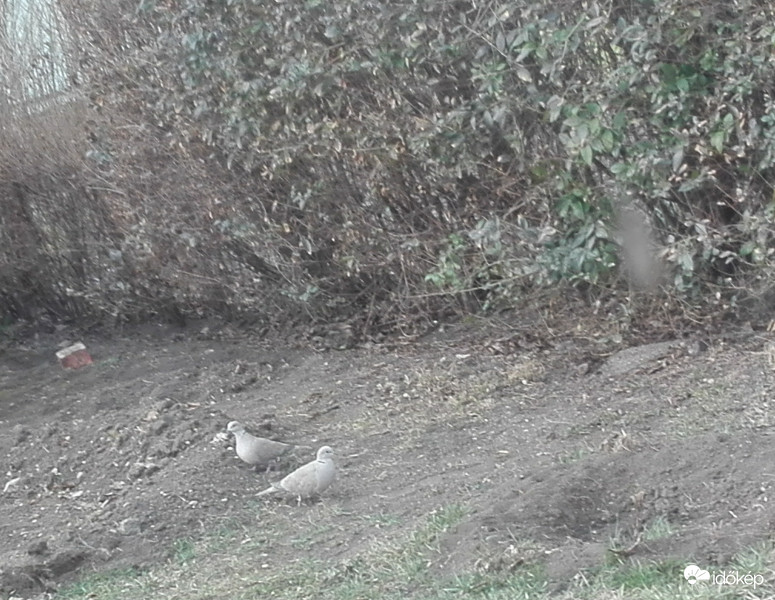 Vendégek az udvaron 