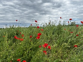 Május