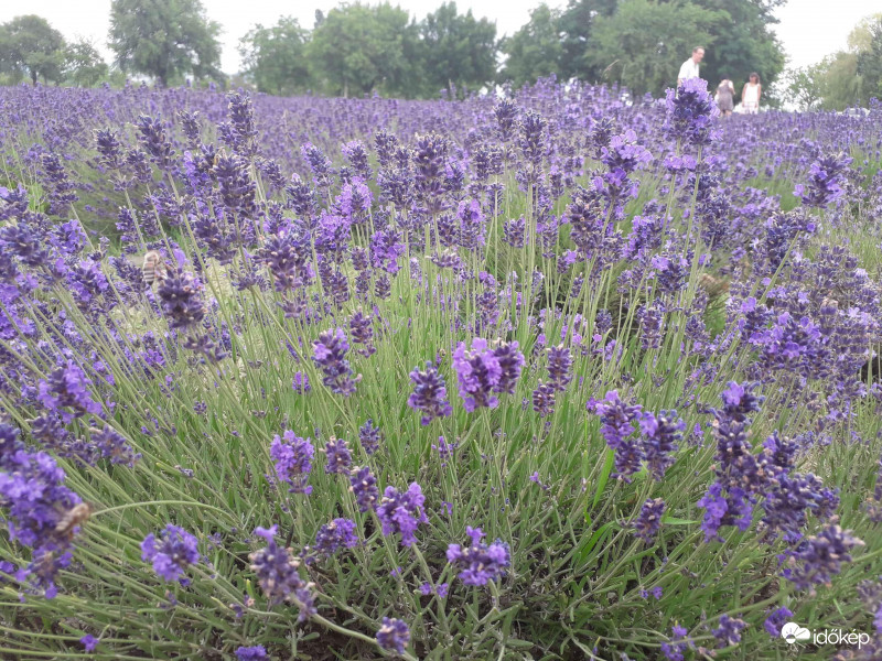 Tihanyi levendula I