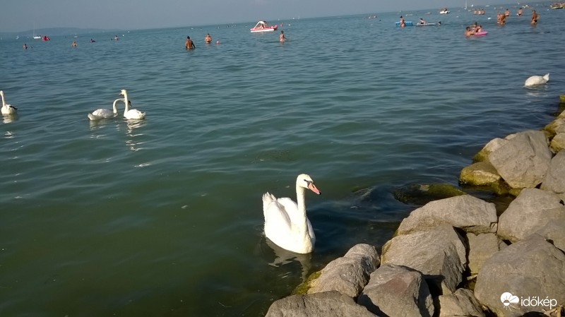 hattyú a balatonban.