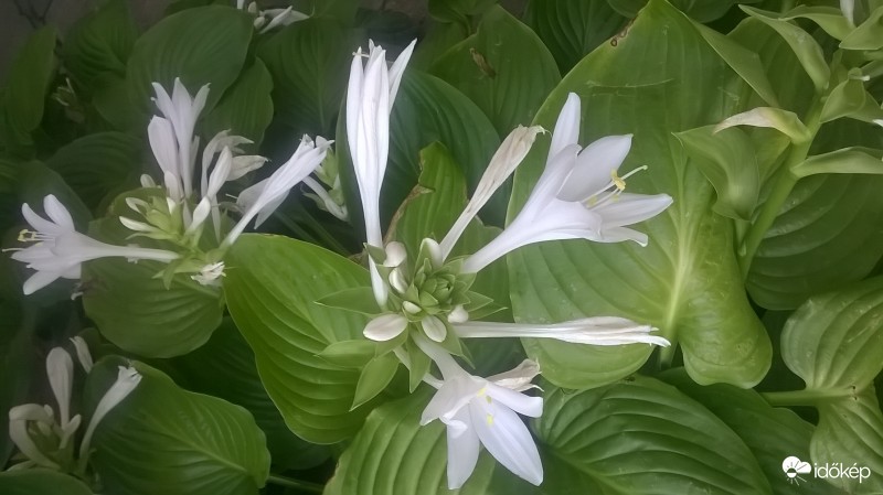 L.candidum  ... az illata fantasztikus 
