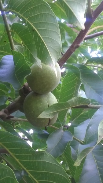 Juglans    ( dió )  idén jó termés lesz