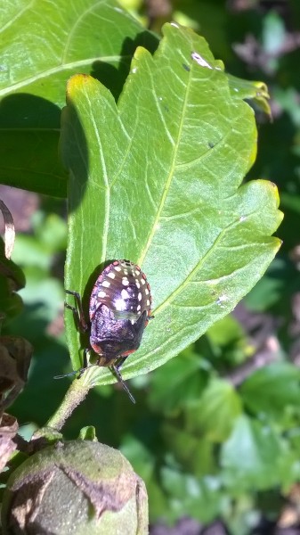 Nezara viridula ( Zöld vándorpoloska ) 
