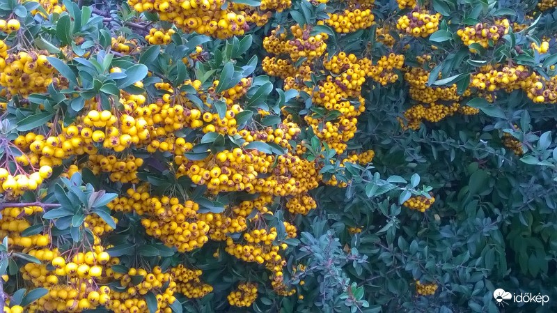 Tűztövis ( Pyracantha soiled d or )