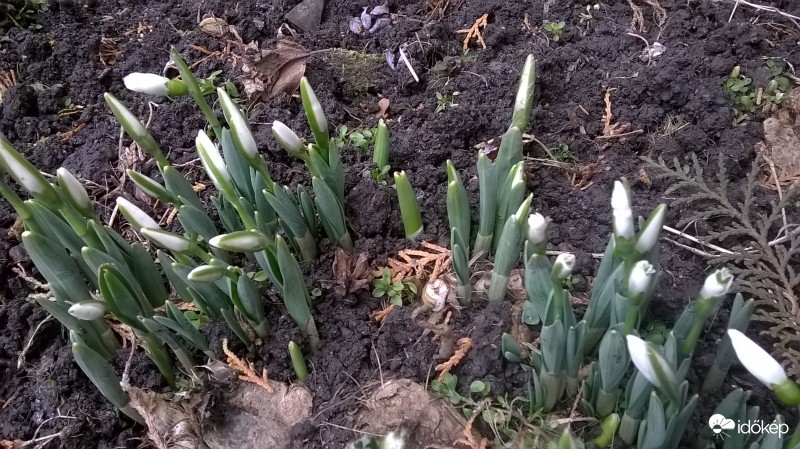Hóvirág ( Galanthus nivalis )