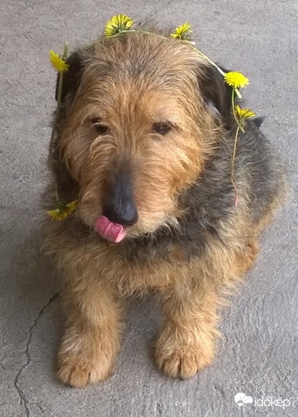 Sziasztok!
