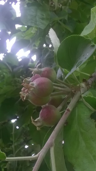 A jövő reménységei