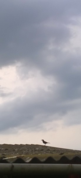 Halkan a vihar előtt 