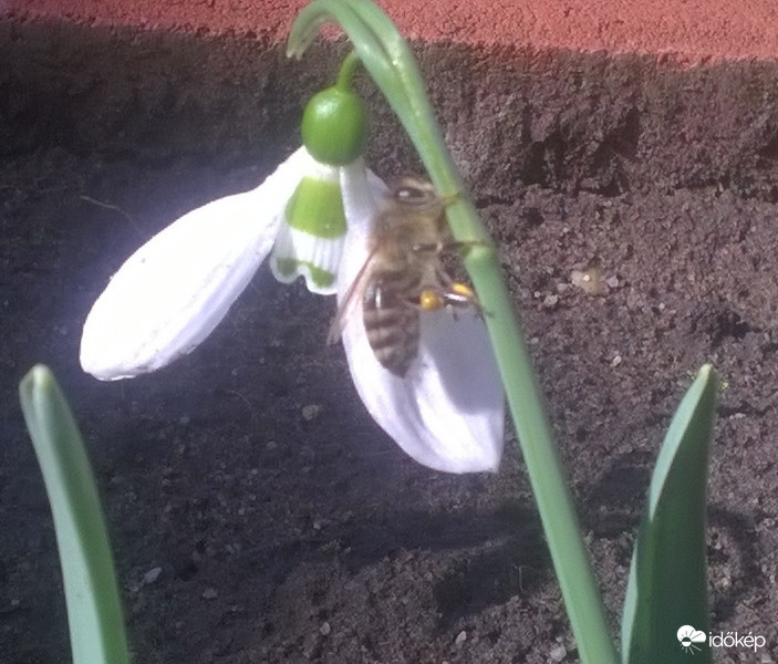 Tavaszi szorgoskodók