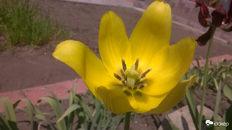 Piros után itt a sárga 