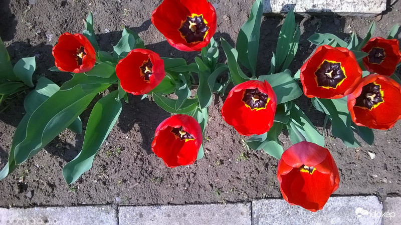 " Tűzpiros virág "