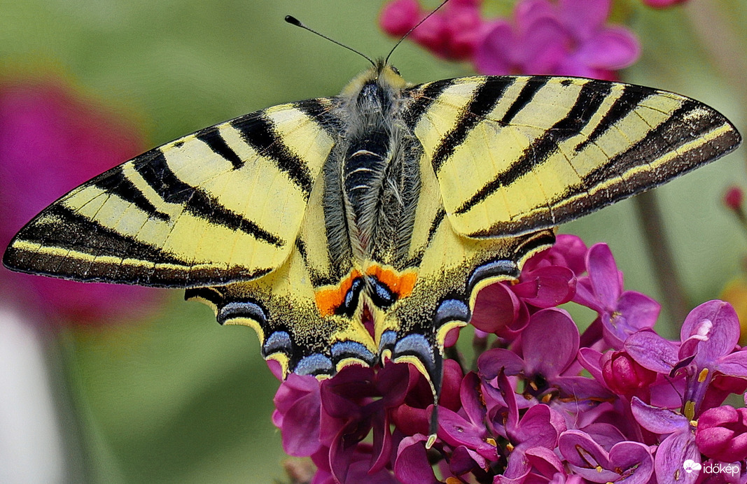 Kardfarkú pillangó