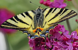 Kardfarkú pillangó