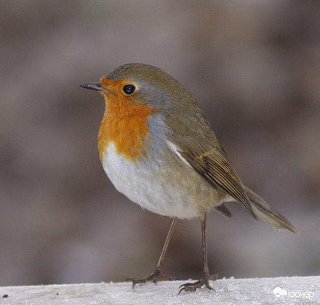Vörösbegy - Erithacus rubecula