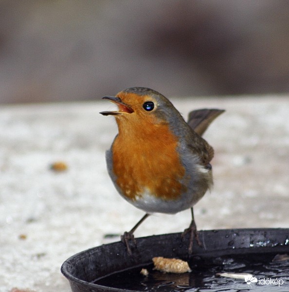 Vörösbegy - Erithacus rubecula