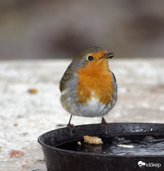 Vörösbegy - Erithacus rubecula