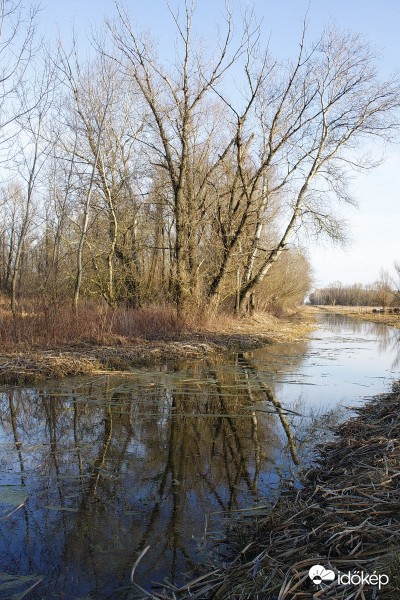 Láperdő