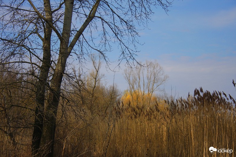 Láperdőn