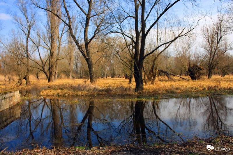 Láperdőn
