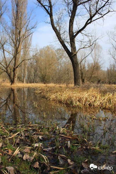 Láperdőn
