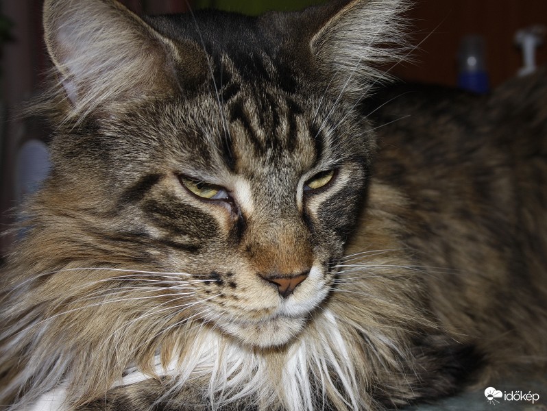 Maine Coon macska