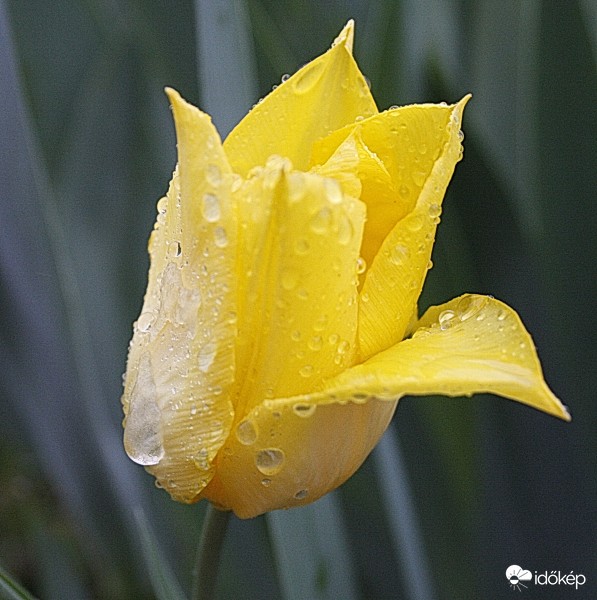 Tulipán