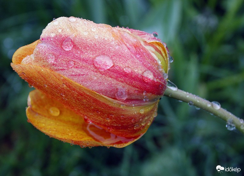 Tulipán