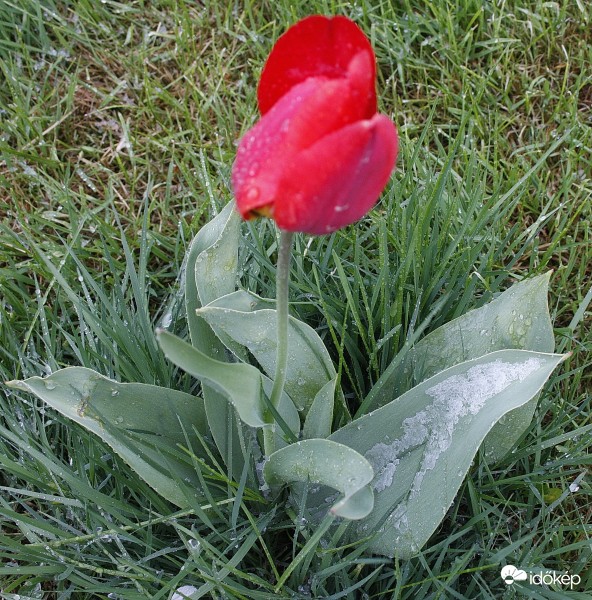 Tulipán