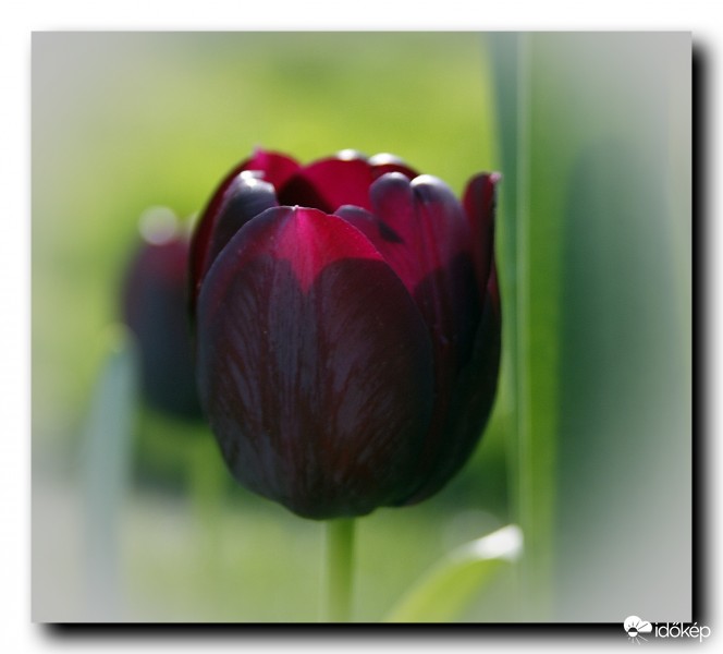 Tulipán