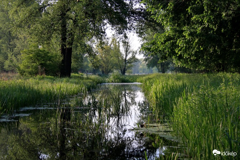 Dunaszentgyörgy- Láperdő