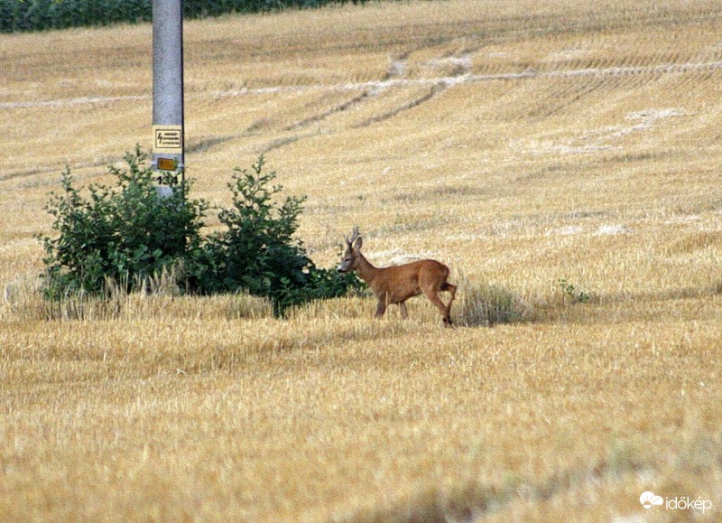Őzbak a búzatarlón