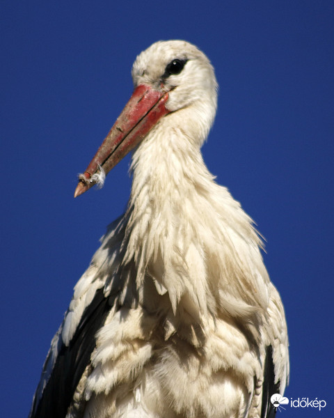 Gólya